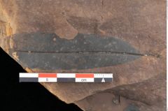Foto (Detailsansicht) von Quercus palaeoilex Ettingshausen (NHMW-GEO-2024-0188-0823)